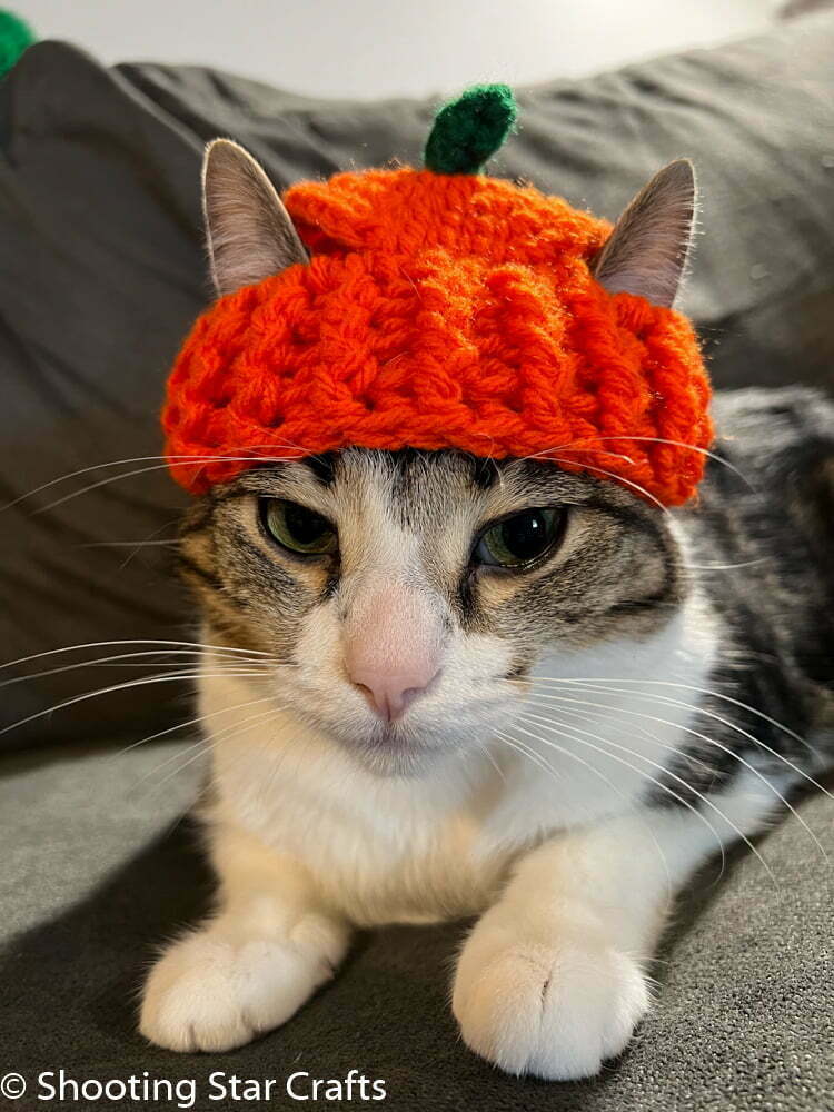 Cat with a Pumpkin Hat