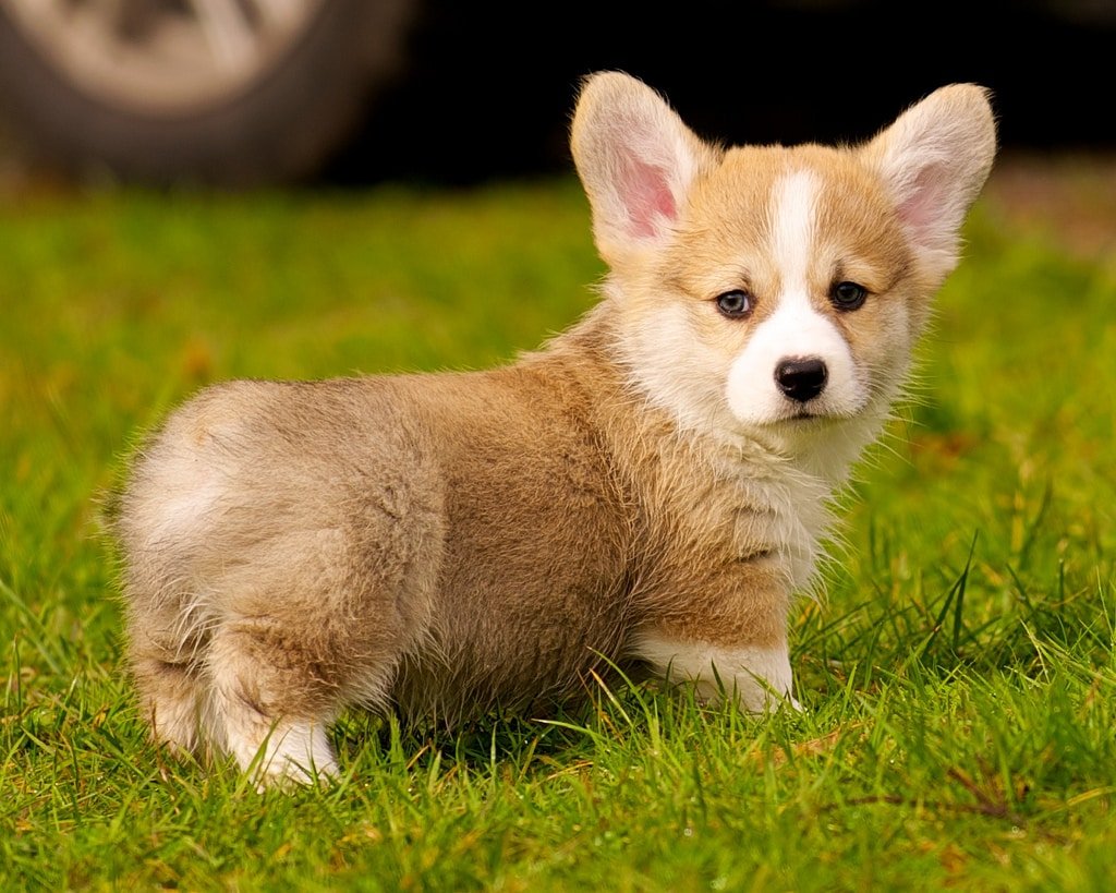 cute photo of a corgi puppy
